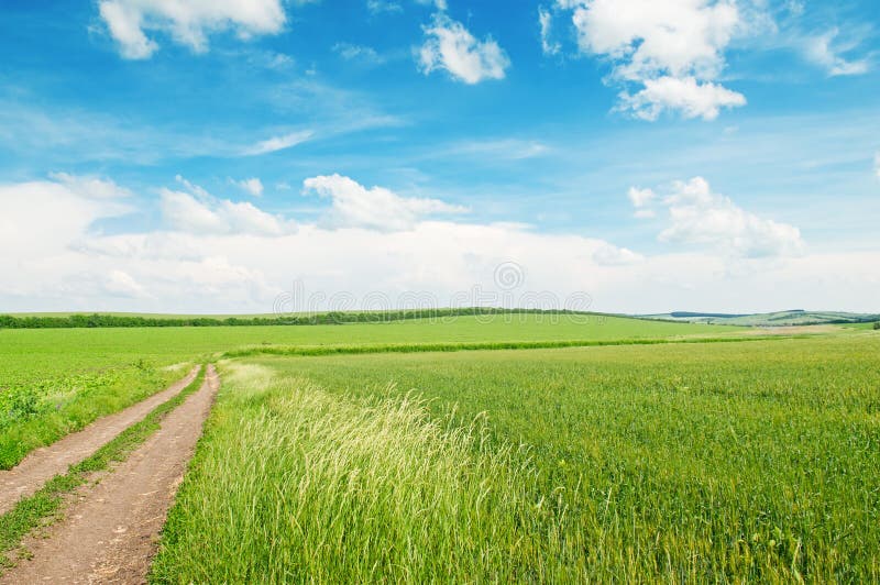 Weizenfeld und Landstraße stockbilder Weizenfeld und Landstraße stockbilder