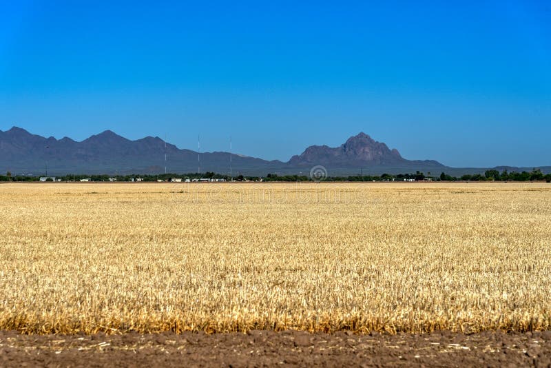 Weizenkulturen im Kreis Pima, Arizona lizenzfreie stockfotografie Weizenkulturen im Kreis Pima, Arizona lizenzfreie stockfotografie