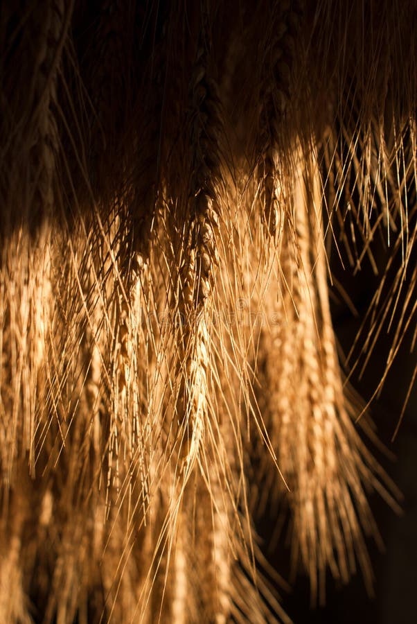 Weizenstapel, der im Sonnenlicht trocknet lizenzfreie stockfotografie Weizenstapel, der im Sonnenlicht trocknet lizenzfreie stockfotografie