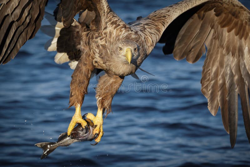 A white tailed eagle close up after catching a fresh coal fish in Norway. A white tailed eagle close up after catching a fresh coal fish in Norway