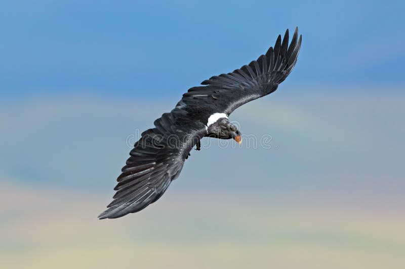 Weiß-necked Rabe im Flug lizenzfreie stockfotografie Weiß-necked Rabe im Flug lizenzfreie stockfotografie
