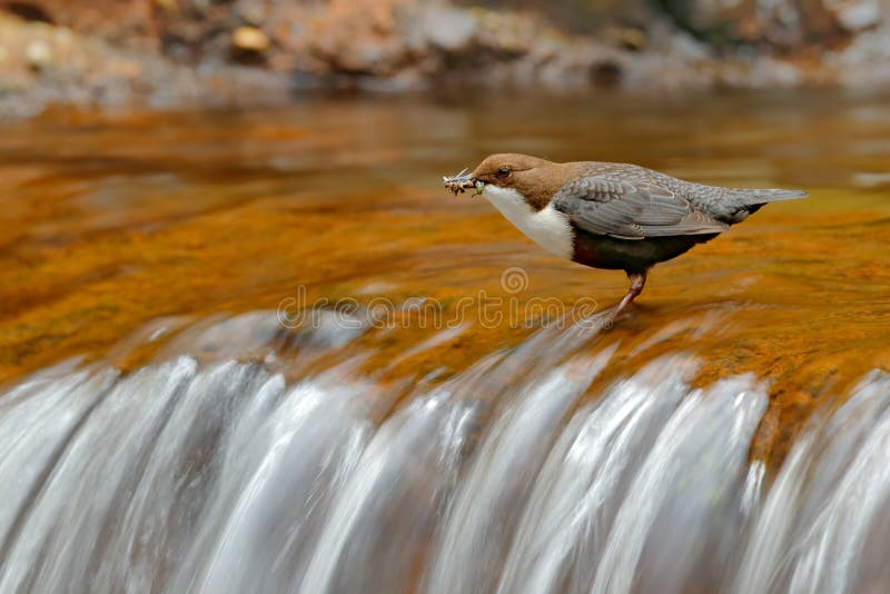 Weiß-throated Schöpflöffel, Cinclus Cinclus, brauner Vogel mit der weißen Kehle im Fluss, Wasserfall im Hintergrund, Tierverhalte stockfotos