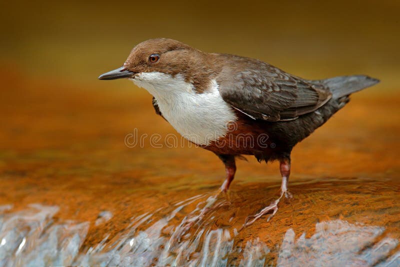 Weiß-throated Schöpflöffel, Cinclus Cinclus, brauner Vogel mit der weißen Kehle im Fluss, Wasserfall im Hintergrund, Tierverhalte lizenzfreies stockfoto