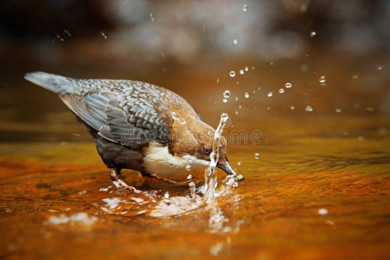 Weiß-throated Schöpflöffel, Cinclus Cinclus, brauner Vogel mit der weißen Kehle im Fluss, Wasserfall im Hintergrund, Tierverhalte lizenzfreie stockbilder