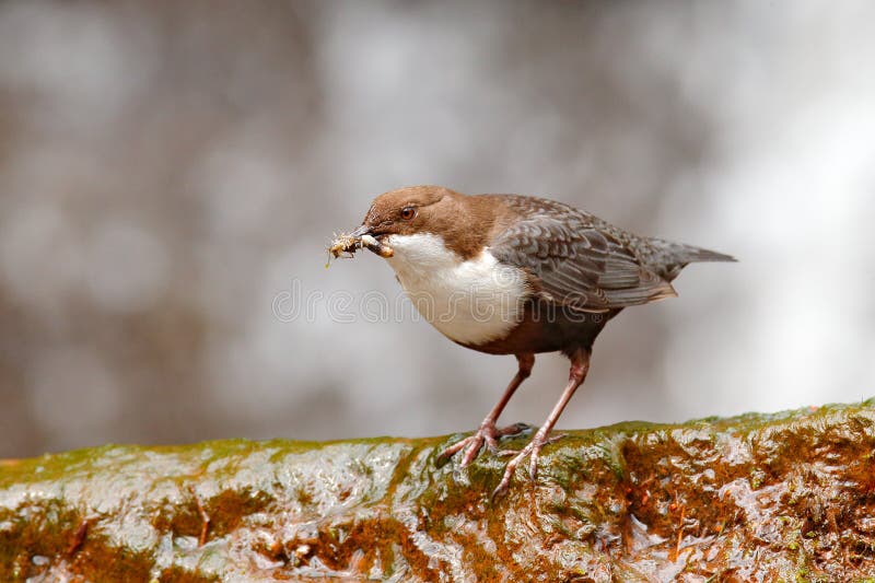 Weiß-throated Schöpflöffel, Cinclus Cinclus, brauner Vogel mit der weißen Kehle im Fluss, Wasserfall im Hintergrund, Tierverhalte lizenzfreie stockbilder