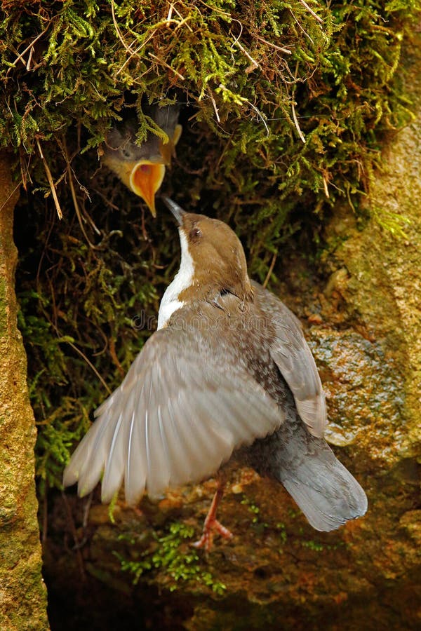 Weiß-throated Schöpflöffel, Cinclus Cinclus, brauner Vogel mit der weißen Kehle im Fluss, Wasserfall im Hintergrund, Tierverhalte stockbild
