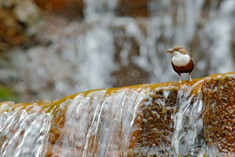 Weiß-throated Schöpflöffel, Cinclus Cinclus, brauner Vogel mit der weißen Kehle im Fluss, Wasserfall im Hintergrund, Tierverhalte stockfoto