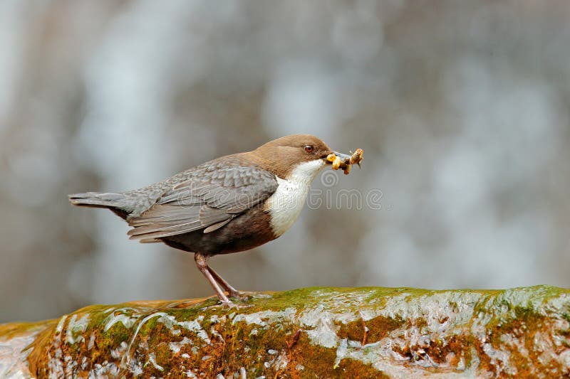 Weiß-throated Schöpflöffel, Cinclus Cinclus, brauner Vogel mit der weißen Kehle im Fluss, Wasserfall im Hintergrund, Tierverhalte stockbild