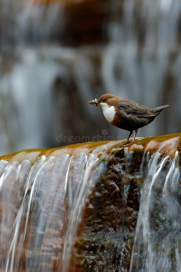 Weiß-throated Schöpflöffel, Cinclus Cinclus, Wassertaucher, brauner Vogel mit der weißen Kehle im Fluss, Wasserfall im Hintergrun lizenzfreies stockbild