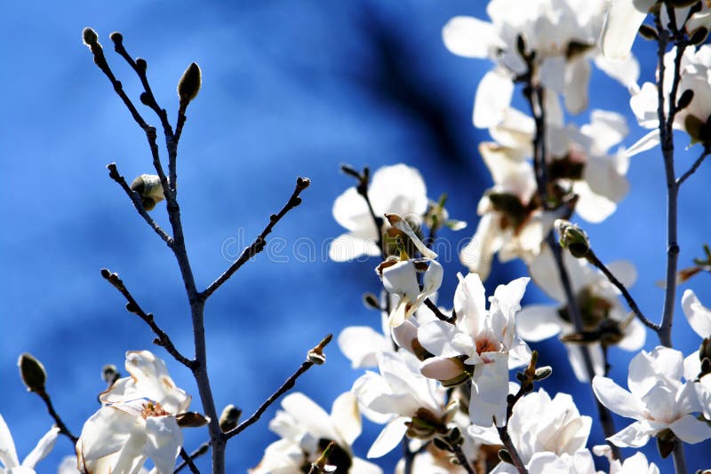 Weiß und Blau lizenzfreie stockfotos Weiß und Blau lizenzfreie stockfotos