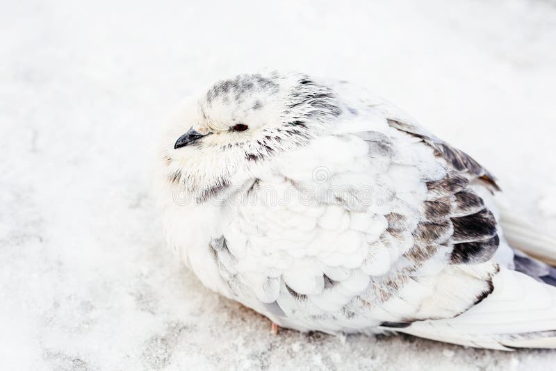 Weiß und Gray Pigeon Bird Freezing In-Kälte-Winter stockfotografie Weiß und Gray Pigeon Bird Freezing In-Kälte-Winter stockfotografie