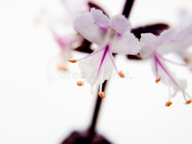 Weiß und rosa wenige Blumen auf weißem Hintergrund stockfotografie Weiß und rosa wenige Blumen auf weißem Hintergrund stockfotografie