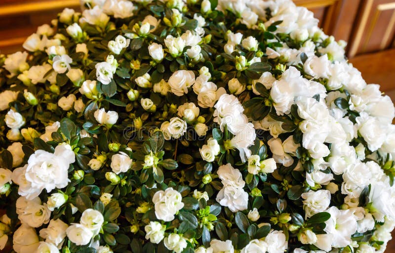 Weiße Azalee blüht Blumenstrauß stockfotos Weiße Azalee blüht Blumenstrauß stockfotos