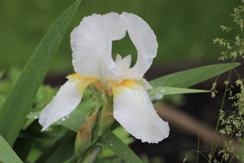 Weiße Bartblume lizenzfreie stockfotos Weiße Bartblume lizenzfreie stockfotos