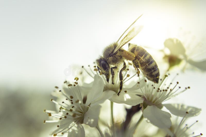 Weiße Blume der Biene