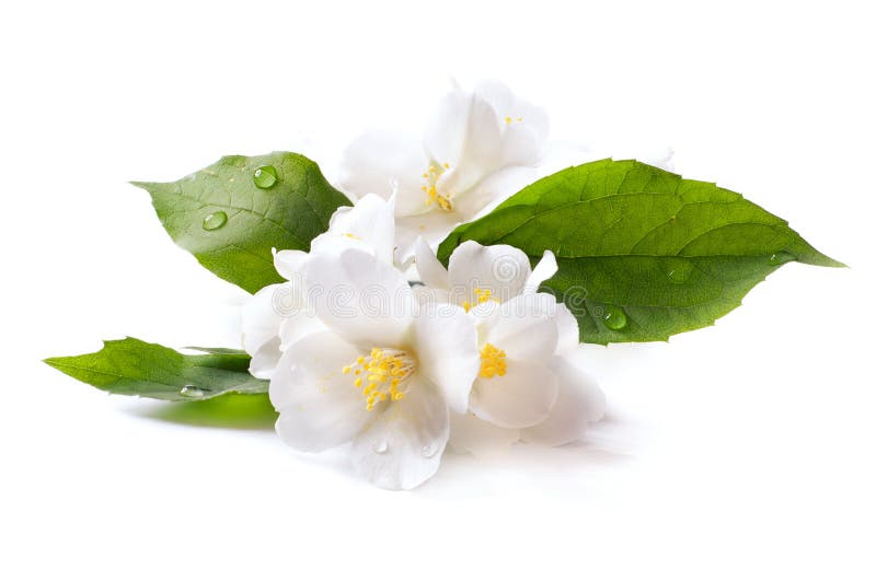 Weiße Blume des Jasmins auf weißem Hintergrund stockbilder Weiße Blume des Jasmins auf weißem Hintergrund stockbilder