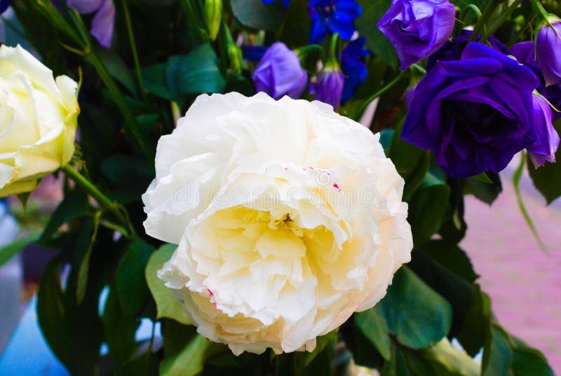 Weiße Blume, die im Sommer mit verblaßtem Hintergrund blüht stockfotos Weiße Blume, die im Sommer mit verblaßtem Hintergrund blüht stockfotos