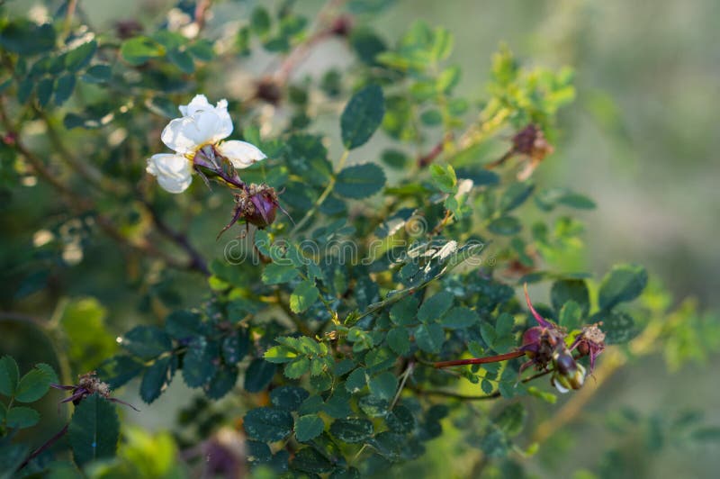 Weiße Blume eines Blühens wild stieg herein unter grünen Blättern lizenzfreie stockfotografie Weiße Blume eines Blühens wild stieg herein unter grünen Blättern lizenzfreie stockfotografie
