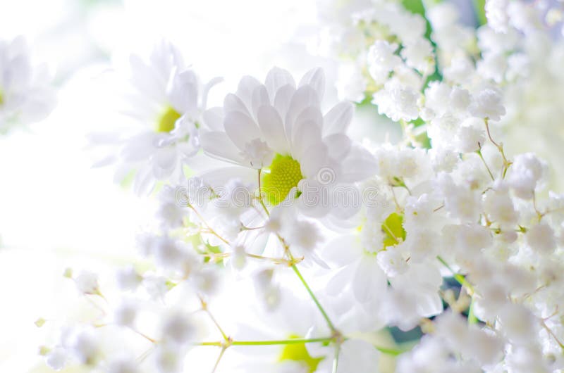Weiße Blumen lizenzfreie stockfotos