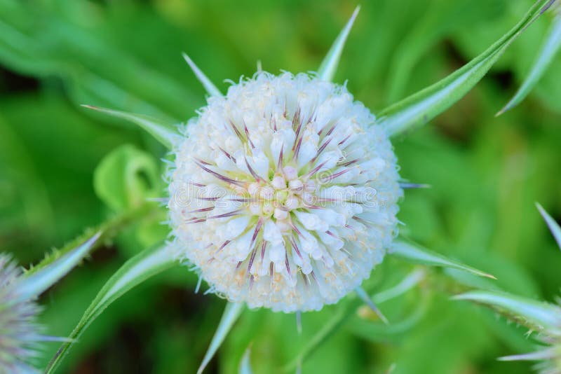 Weiße Blumen auf der Distelnahaufnahme stockbilder Weiße Blumen auf der Distelnahaufnahme stockbilder