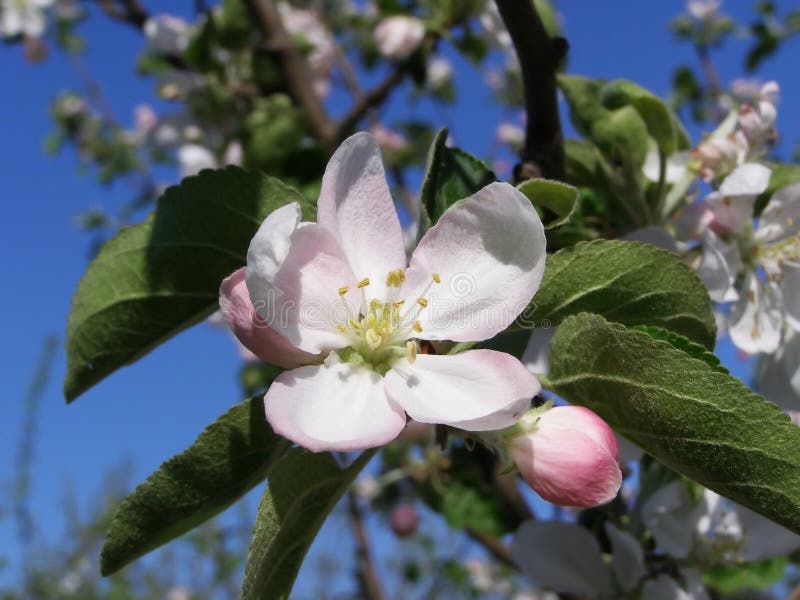 Weiße Blumen auf einem Baum in einem Frühling arbeiten im Garten stockfoto Weiße Blumen auf einem Baum in einem Frühling arbeiten im Garten stockfoto