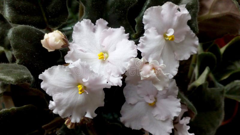 Weiße Blumen der Violablume zu Hause im Vase stockbild Weiße Blumen der Violablume zu Hause im Vase stockbild