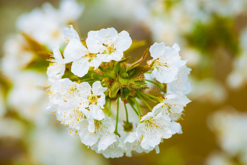 Wei?e Blumen des ersten Fr?hlinges, Nahaufnahme stockbild Wei?e Blumen des ersten Fr?hlinges, Nahaufnahme stockbild