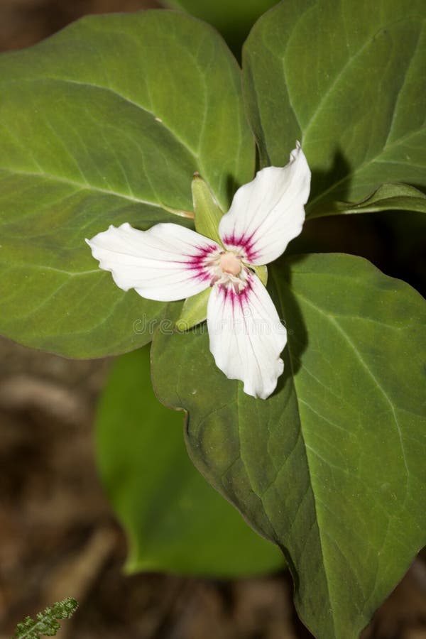 Weiße Blumen des gemalten Trillium in Newbury, New Hampshire lizenzfreies stockfoto Weiße Blumen des gemalten Trillium in Newbury, New Hampshire lizenzfreies stockfoto