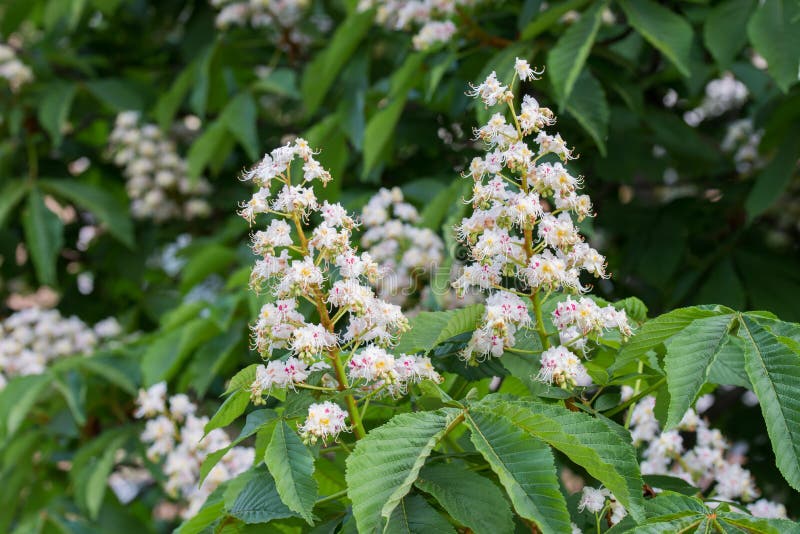 Weiße Blumen des Rosskastanie-Frühlinges auf Zweig stockbilder Weiße Blumen des Rosskastanie-Frühlinges auf Zweig stockbilder