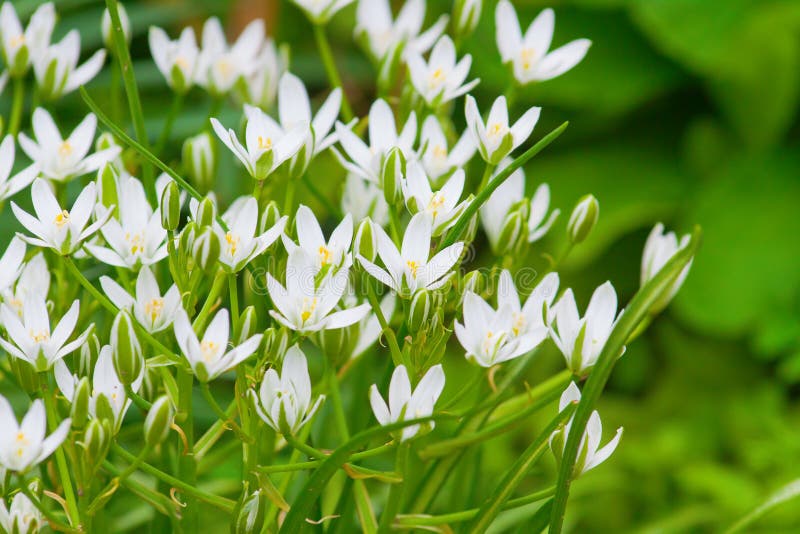 Weiße Blumen im Garten stockbild. Bild von schön, draussen 54653927