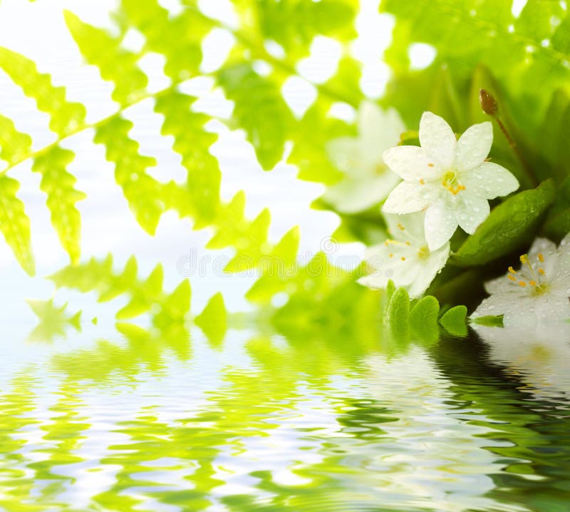 Weiße Blumen und grüne Blätter mit waterdrops lizenzfreies stockfoto Weiße Blumen und grüne Blätter mit waterdrops lizenzfreies stockfoto