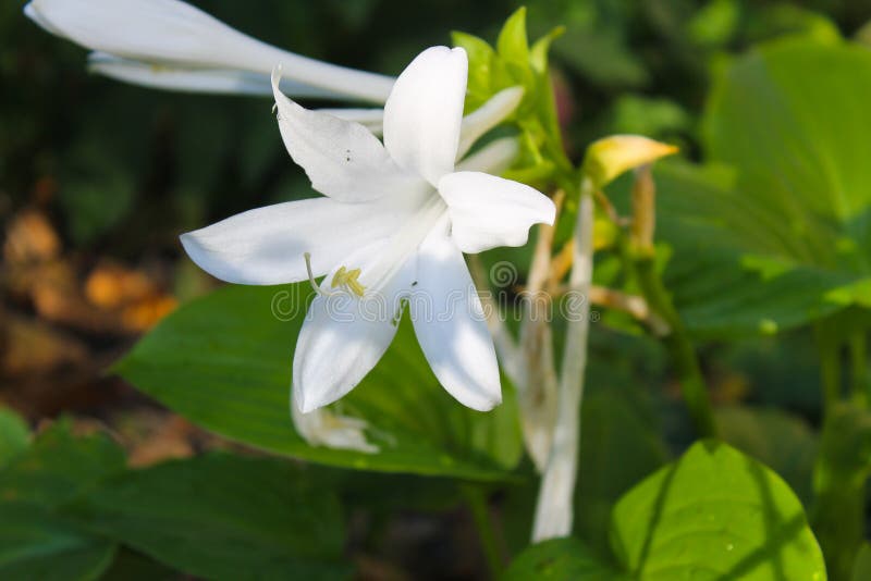 Weiße Blumen von Hosta lizenzfreie stockfotografie Weiße Blumen von Hosta lizenzfreie stockfotografie
