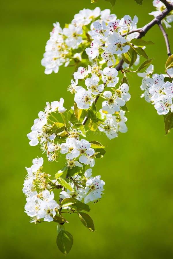 Weiße Blüte stockfoto. Bild von blüte, kirsche, pflanzen 47293098