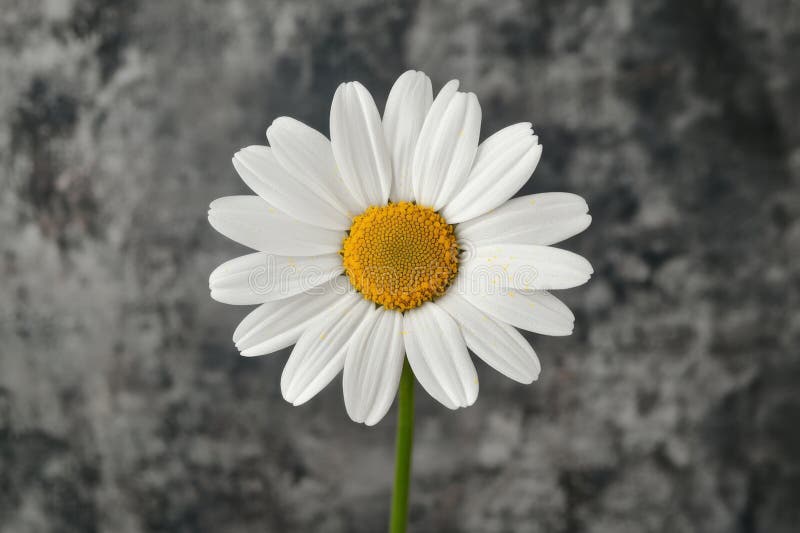 Weiße Blüte, die auf dunkelgrauem Hintergrund wächst lizenzfreie abbildung