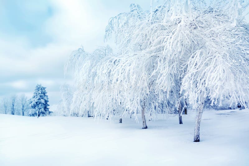 Weiße Bäume im Schnee in der Stadt parken Schönes Bild des Winters landscape lizenzfreie stockfotografie