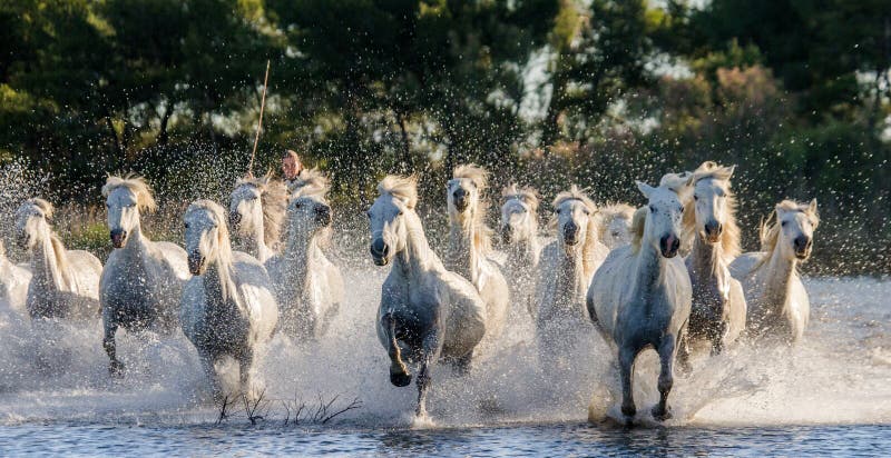 Weiße Camargue-Pferde laufen in das SumpfNaturreservat Parc Regional de Camargue frankreich Provence stockbilder Weiße Camargue-Pferde laufen in das SumpfNaturreservat Parc Regional de Camargue frankreich Provence stockbilder
