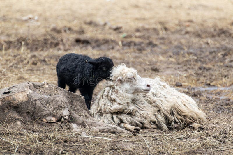 Weiße, flauschige Schafe mit schwarzem Lamm, die auf dem Bauernhof ruhen lizenzfreie stockfotografie