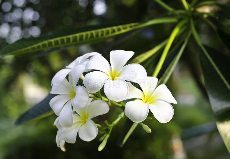 Weiße Frangipaniblume lizenzfreie stockfotografie Weiße Frangipaniblume lizenzfreie stockfotografie