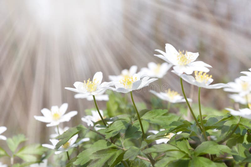 Weiße Frühlingsblumen und Sonnenstrahlen