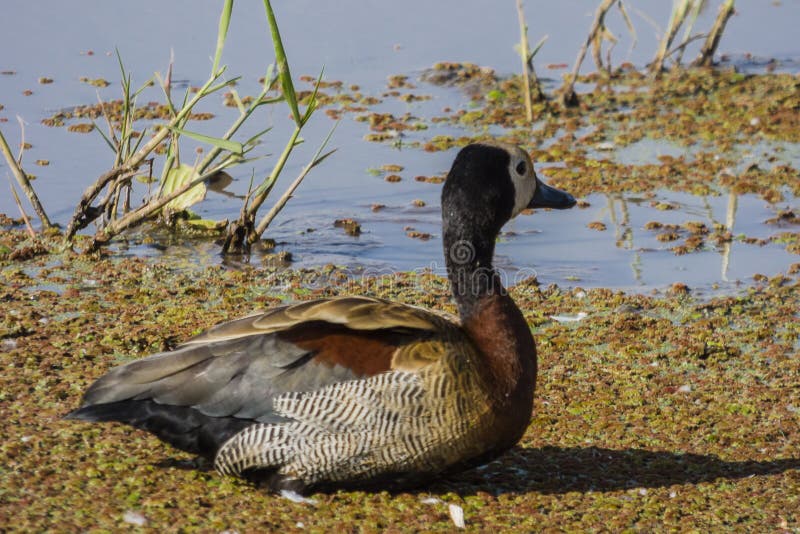 Weiße gegenübergestellte pfeifende Enten lizenzfreie stockbilder Weiße gegenübergestellte pfeifende Enten lizenzfreie stockbilder