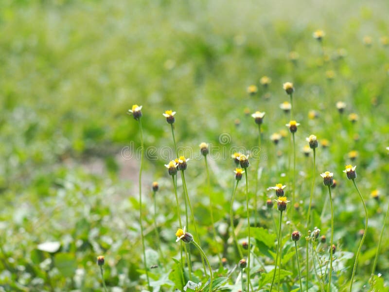 Weiße gelbe kleine wilde Gänseblümchengrasblumen lizenzfreie stockbilder Weiße gelbe kleine wilde Gänseblümchengrasblumen lizenzfreie stockbilder