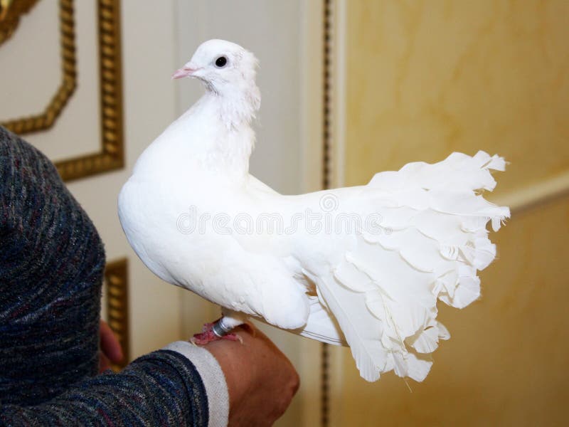 Weiße Heiratstaube, die auf der Hand einer Frau sitzt stockfotografie Weiße Heiratstaube, die auf der Hand einer Frau sitzt stockfotografie