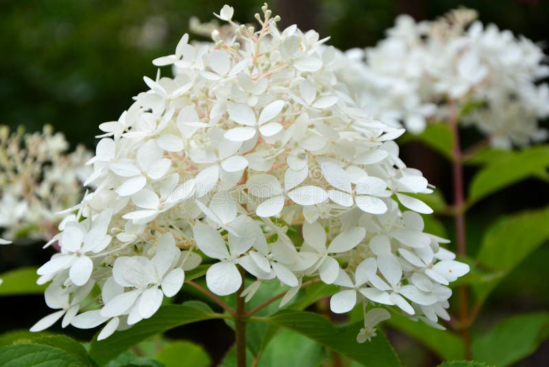 Weiße Hydrangea paniculata Sortenfantom in Gartennähe. stockbild