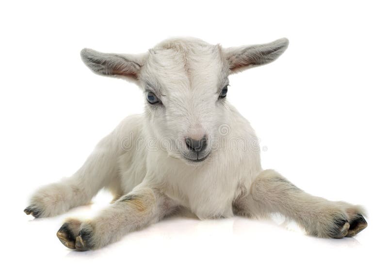 White young goat in front of white background. White young goat in front of white background