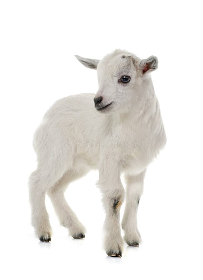 White young goat in front of white background. White young goat in front of white background