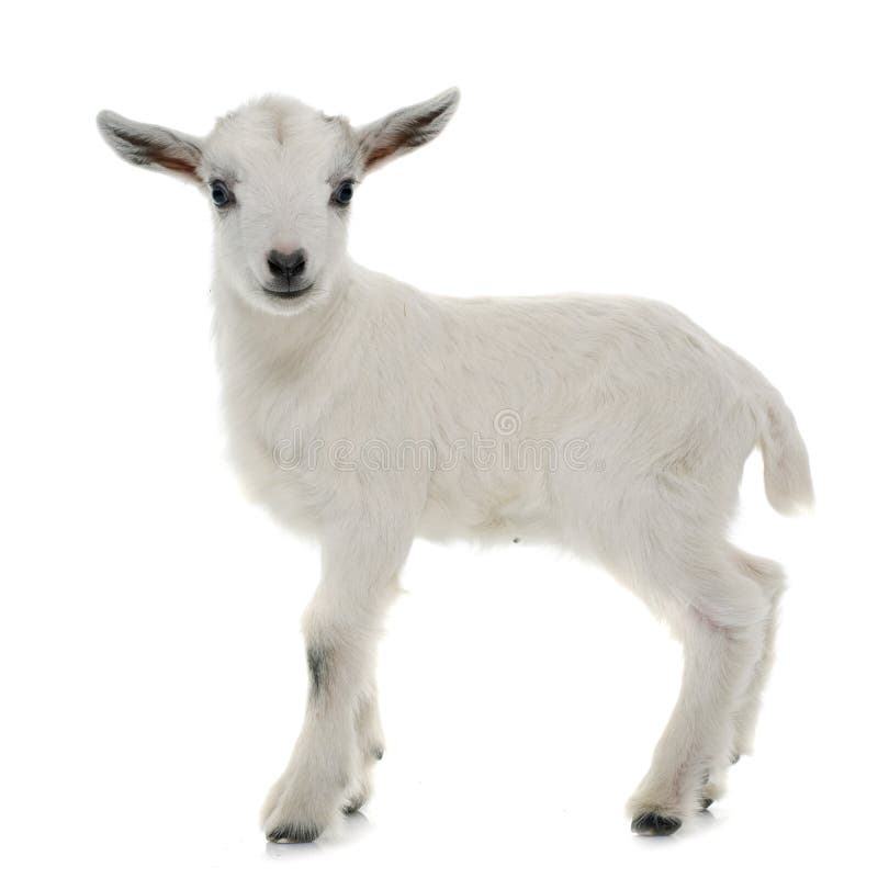 White young goat in front of white background. White young goat in front of white background