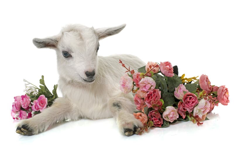 White young goat in front of white background. White young goat in front of white background