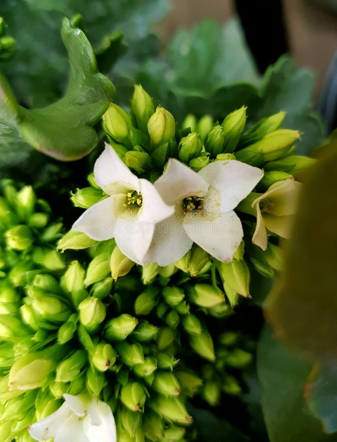 Weiße kalanchoe Blume