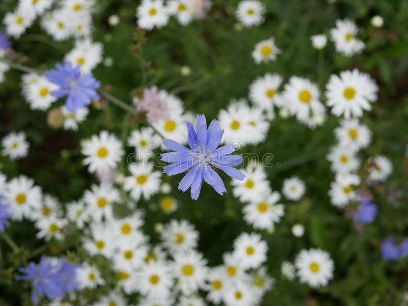 Weiße Kamillenblumen und blaue Zichorieblumen an einem sonnigen Sommertag Glatter Schwenk mit flachem dof Sch?nheit in der Natur lizenzfreie stockfotografie Weiße Kamillenblumen und blaue Zichorieblumen an einem sonnigen Sommertag Glatter Schwenk mit flachem dof Sch?nheit in der Natur lizenzfreie stockfotografie