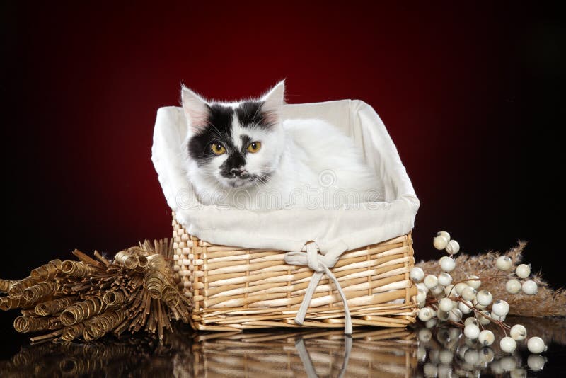 Wei? e Katze der Querzucht im Korb lizenzfreie stockbilder